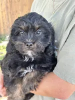 Gabe , a male Cavapoo and Cavalier King Charles Spaniel for sale in Marshfield, MO – 6 of 10
