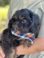 Gabe , a male Cavapoo and Cavalier King Charles Spaniel for sale in Marshfield, MO – 9 of 10