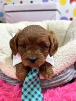 Opie, a male Cavapoo and Cavalier King Charles Spaniel for sale in Marshfield, MO – 5 of 10