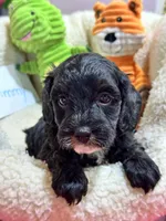 Timmy, a male Cavapoo and Cavalier King Charles Spaniel for sale in Marshfield, MO – 6 of 10