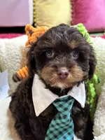 Snickers , a male Cavapoo and Cavalier King Charles Spaniel for sale in Marshfield, MO – 9 of 9