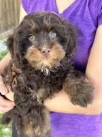 Snickers , a male Cavapoo and Cavalier King Charles Spaniel for sale in Marshfield, MO – 7 of 10