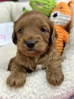 Joy, a female Cavapoo and Cavalier King Charles Spaniel for sale in Marshfield, MO – 3 of 5