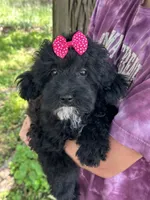 Sale pending , a female Cavapoo for sale in Marshfield, MO – 3 of 10
