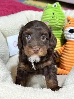 Coco, a female Cavapoo and Cavalier King Charles Spaniel for sale in Marshfield, MO – 8 of 10