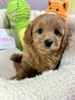 Phoebe, a female Cavapoo and Cavalier King Charles Spaniel for sale in Marshfield, MO – 2 of 8