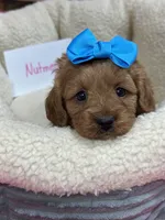 Nutmeg, a female Cavapoo and Cavalier King Charles Spaniel for sale in Marshfield, MO – 5 of 10