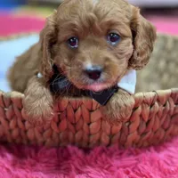 Jake, a male Cavapoo and Cavalier King Charles Spaniel for sale in Missouri, MO – Photo 6 of 10