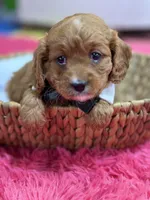 Jake, a male Cavapoo and Cavalier King Charles Spaniel for sale in Missouri, MO – Photo 1 of 8