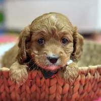 Jake, a male Cavapoo and Cavalier King Charles Spaniel for sale in Missouri, MO – Photo 7 of 10