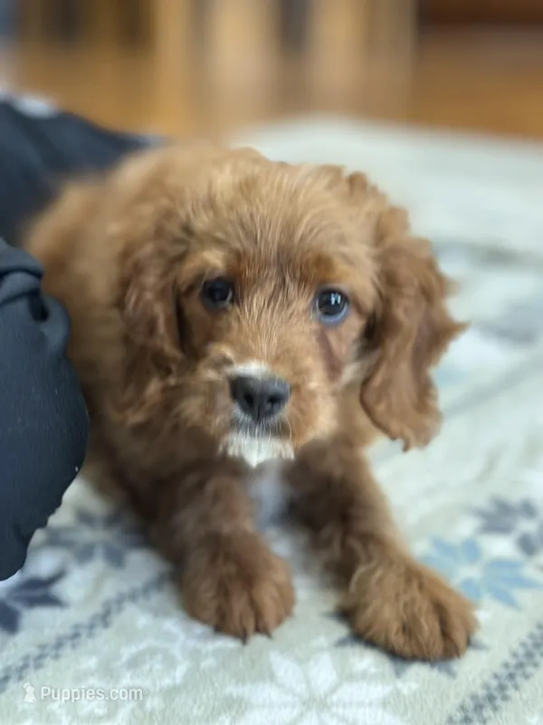 Jake – Cavapoo, Cavalier King Charles Spaniel puppy for sale in Missouri, MO