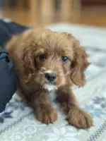 Jake, a male Cavapoo and Cavalier King Charles Spaniel for sale in Missouri, MO – Photo 2 of 10