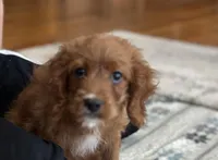 Jake, a male Cavapoo and Cavalier King Charles Spaniel for sale in Missouri, MO – Photo 3 of 10