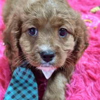 Jake, a male Cavapoo and Cavalier King Charles Spaniel for sale in Missouri, MO – Photo 8 of 10