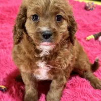 Jake, a male Cavapoo and Cavalier King Charles Spaniel for sale in Missouri, MO – Photo 4 of 10