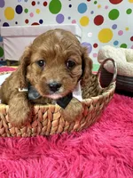 Jake, a male Cavapoo and Cavalier King Charles Spaniel for sale in Missouri, MO – Photo 8 of 8