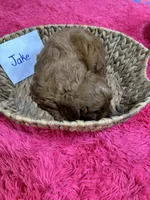 Jake, a male Cavapoo and Cavalier King Charles Spaniel for sale in Missouri, MO – Photo 6 of 8