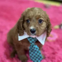 Jake, a male Cavapoo and Cavalier King Charles Spaniel for sale in Missouri, MO – Photo 5 of 10