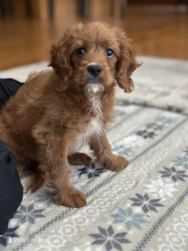 Jake – Cavapoo, Cavalier King Charles Spaniel puppy for sale in Missouri, MO