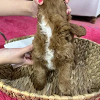 Jake, a male Cavapoo and Cavalier King Charles Spaniel for sale in Missouri, MO – Photo 9 of 10