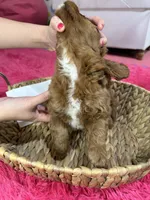 Jake, a male Cavapoo and Cavalier King Charles Spaniel for sale in Missouri, MO – Photo 4 of 8