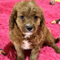Jake, a male Cavapoo and Cavalier King Charles Spaniel for sale in Missouri, MO – Photo 10 of 10