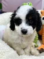 Daisy , a female Cavapoo and Cavalier King Charles Spaniel for sale in Marshfield, MO – 3 of 6
