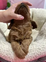 Lily , a female Cavapoo and Cavalier King Charles Spaniel for sale in Marshfield, MO – 10 of 10