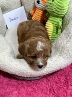 Annie , a female Cavapoo and Cavalier King Charles Spaniel for sale in Marshfield, MO – 8 of 10