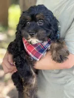 Billy , a male Cavapoo and Cavalier King Charles Spaniel for sale in Marshfield, MO – 7 of 10