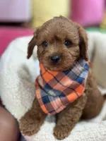 Opie, a male Cavapoo and Cavalier King Charles Spaniel for sale in Marshfield, MO – 7 of 10