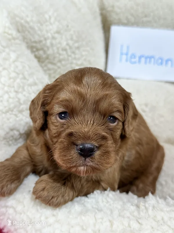Herman – Cavapoo, Cavalier King Charles Spaniel puppy for sale in Marshfield, MO