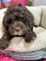 Hershey, a male Cavapoo and Cavalier King Charles Spaniel for sale in Marshfield, MO – 9 of 10