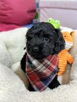 Elvis, a male Cavapoo and Cavalier King Charles Spaniel for sale in Marshfield, MO – 4 of 10