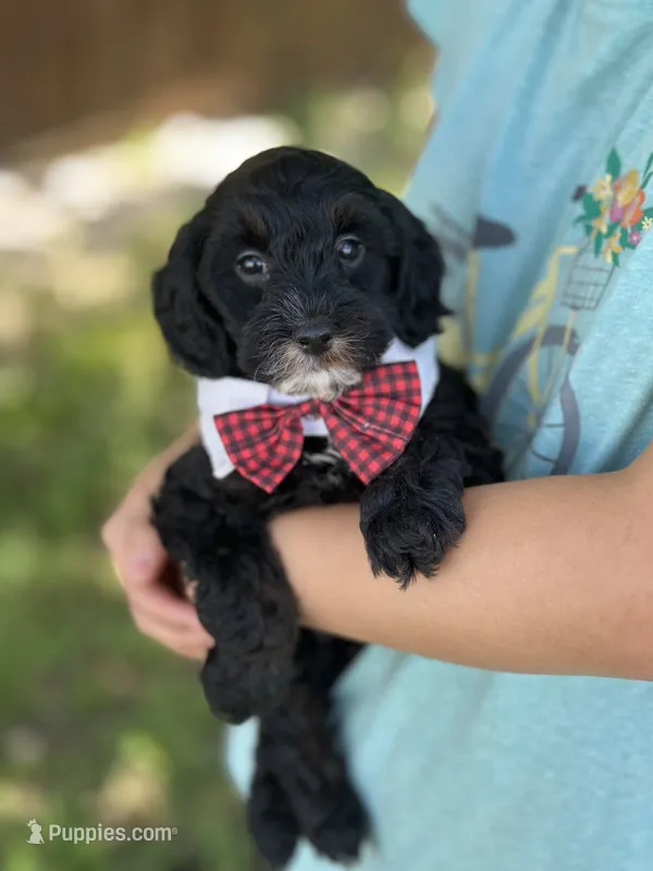 Timmy – Cavapoo, Cavalier King Charles Spaniel puppy for sale in Marshfield, MO