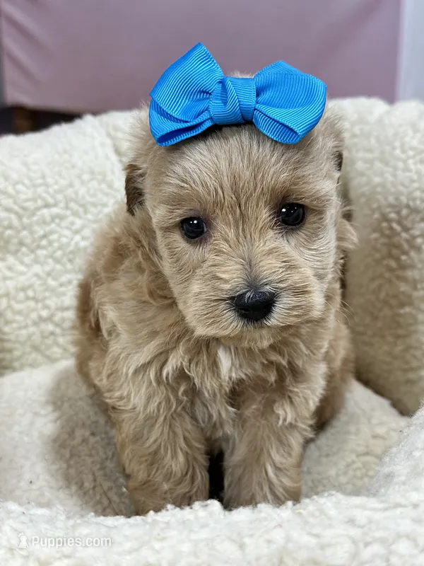 Peaches – Schnoodle puppy for sale in Marshfield, MO