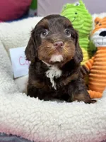 Coco, a female Cavapoo and Cavalier King Charles Spaniel for sale in Marshfield, MO – 7 of 10