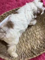Snowball, a female Cavapoo and Cavalier King Charles Spaniel for sale in Marshfield, MO – 9 of 10