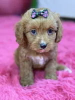 Riley , a female Cavapoo and Cavalier King Charles Spaniel for sale in Marshfield, MO – 3 of 10