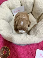 Paprika, a female Cavapoo and Cavalier King Charles Spaniel for sale in Marshfield, MO – 9 of 10