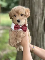 Max, a male Schnoodle for sale in Marshfield, MO – 6 of 10