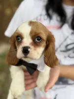 Johnny, a male Cavalier King Charles Spaniel for sale in Marshfield, MO – 3 of 10