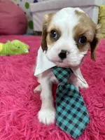 Johnny, a male Cavalier King Charles Spaniel for sale in Marshfield, MO – 2 of 10