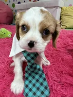 Johnny, a male Cavalier King Charles Spaniel for sale in Marshfield, MO – 1 of 10