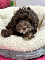 Hershey, a male Cavapoo and Cavalier King Charles Spaniel for sale in Marshfield, MO – 10 of 10