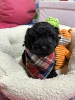 Elvis, a male Cavapoo and Cavalier King Charles Spaniel for sale in Marshfield, MO – 7 of 10