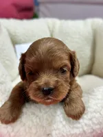 Priscilla , a female Cavapoo and Cavalier King Charles Spaniel for sale in Marshfield, MO – 2 of 8
