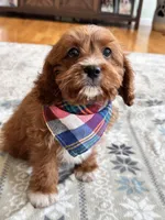 Jasper , a male Cavapoo and Cavalier King Charles Spaniel for sale in Marshfield, MO – 6 of 10