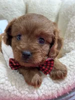 Fred, a male Cavapoo and Cavalier King Charles Spaniel for sale in Marshfield, MO – 2 of 10