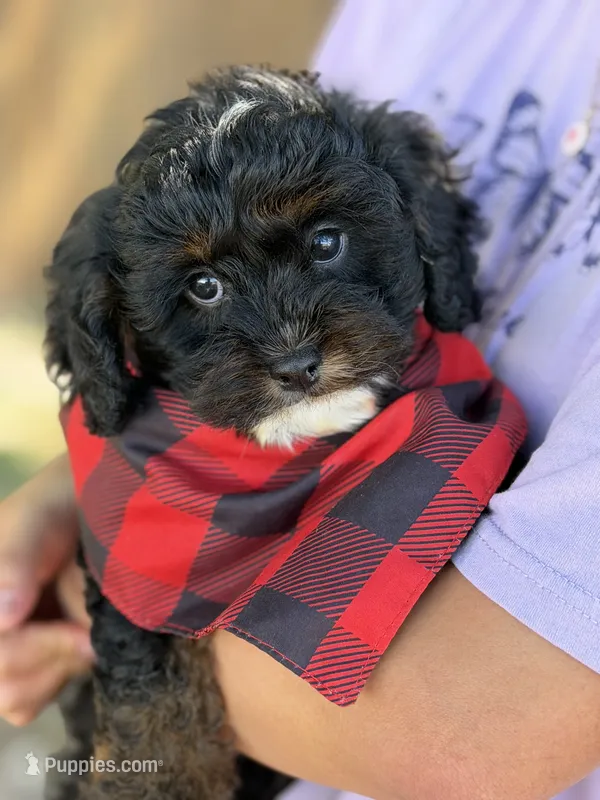 Boomer – Cavapoo, Cavalier King Charles Spaniel puppy for sale in Marshfield, MO